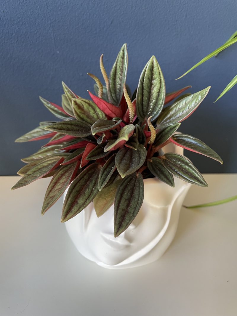 Eco-resin small pots for plants or home decor