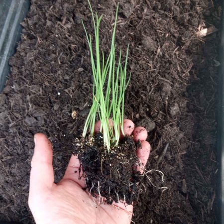 Onion Bunching (Spring) Plants - White Lisbon Organic x 40