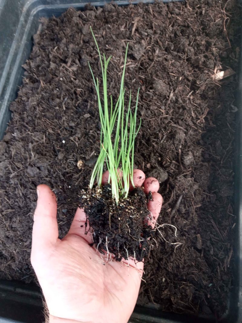 Onion Bunching (Spring) Plants - White Lisbon Organic x 40