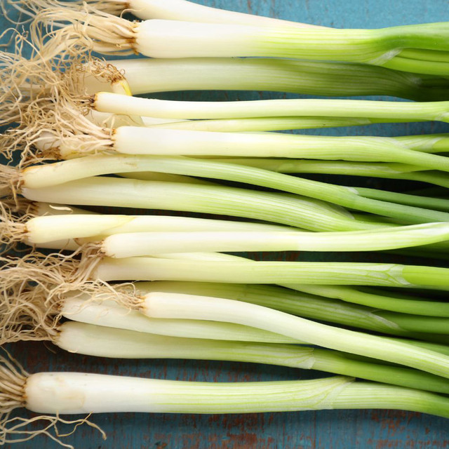 Onion Bunching (Spring) Plants - White Lisbon Organic x 40