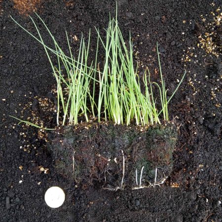 Onion Bunching (Spring) Plants - White Lisbon Organic x 40