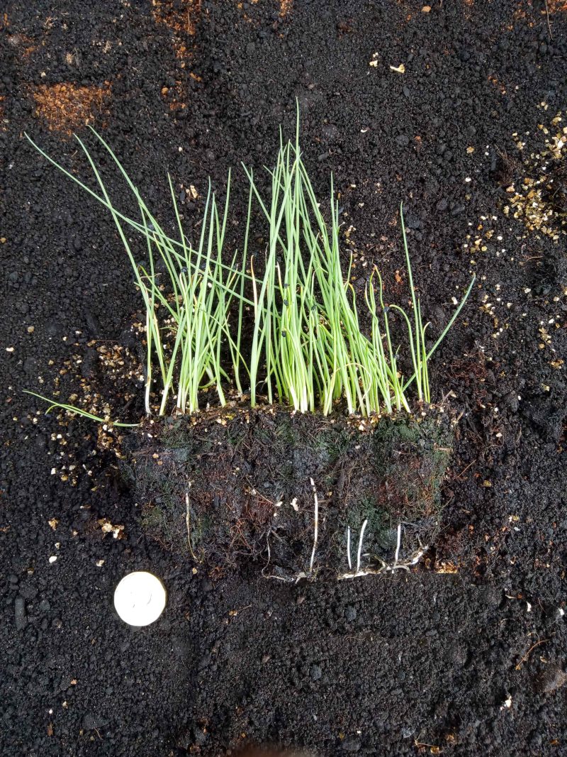 Onion Bunching (Spring) Plants - White Lisbon Organic x 40