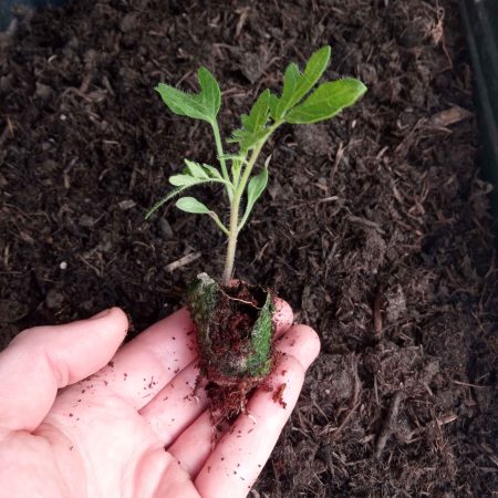 Tomato Plants – Moneymaker x 4