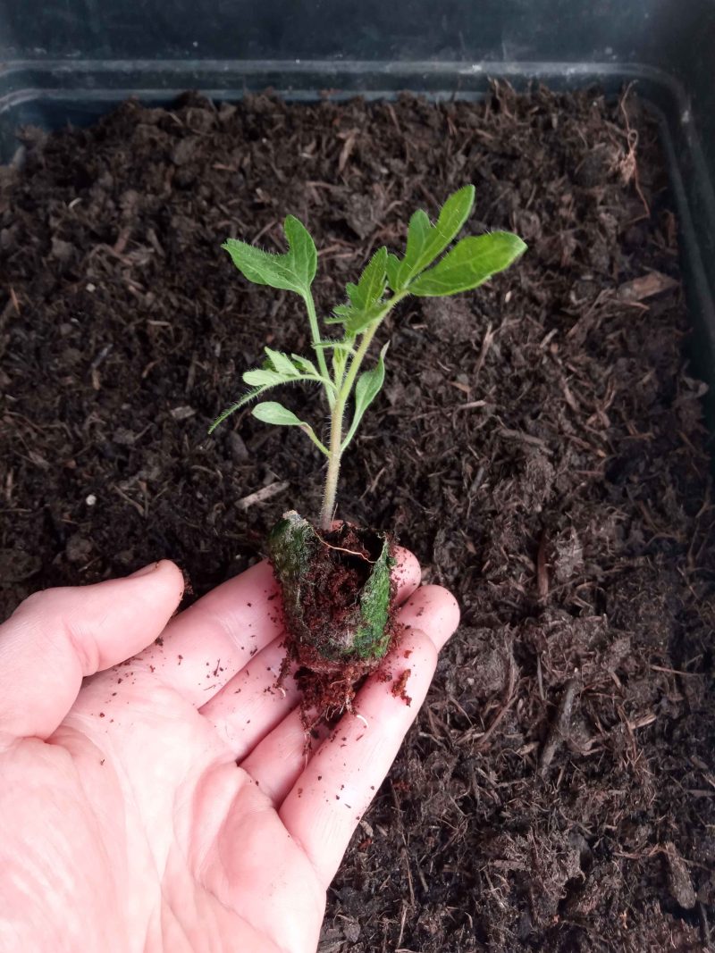 Tomato Plants – Moneymaker x 4