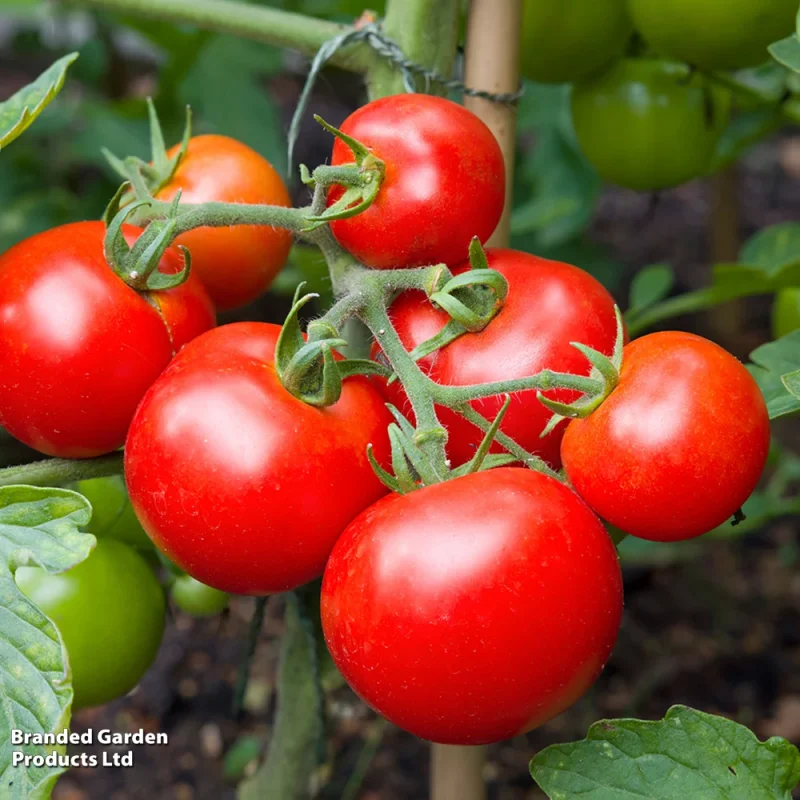 Tomato Plants – Moneymaker x 4