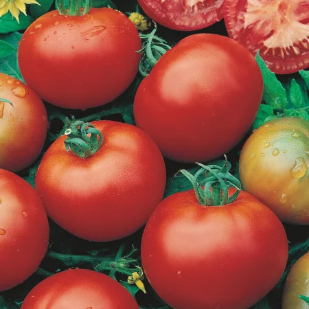 Tomato Plants – Moneymaker x 4