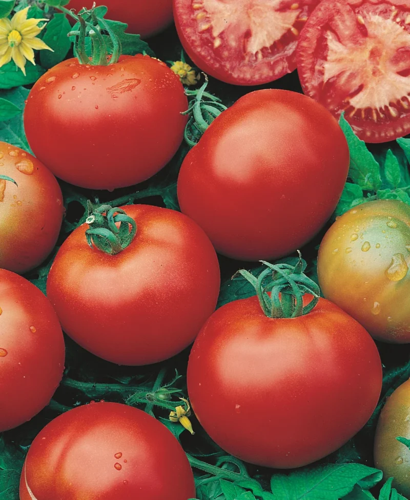 Tomato Plants – Moneymaker x 4