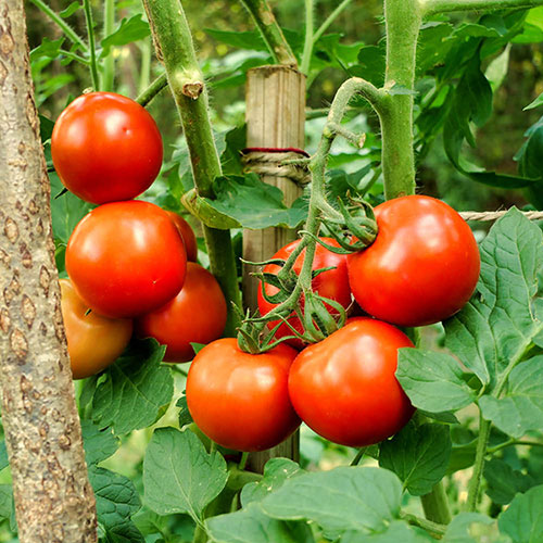 Tomato Plants – Moneymaker x 4