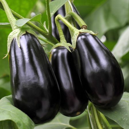 Aubergine Plants – Black Beauty x 4