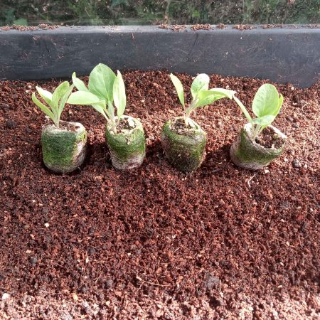 Aubergine Plants – Black Beauty x 4