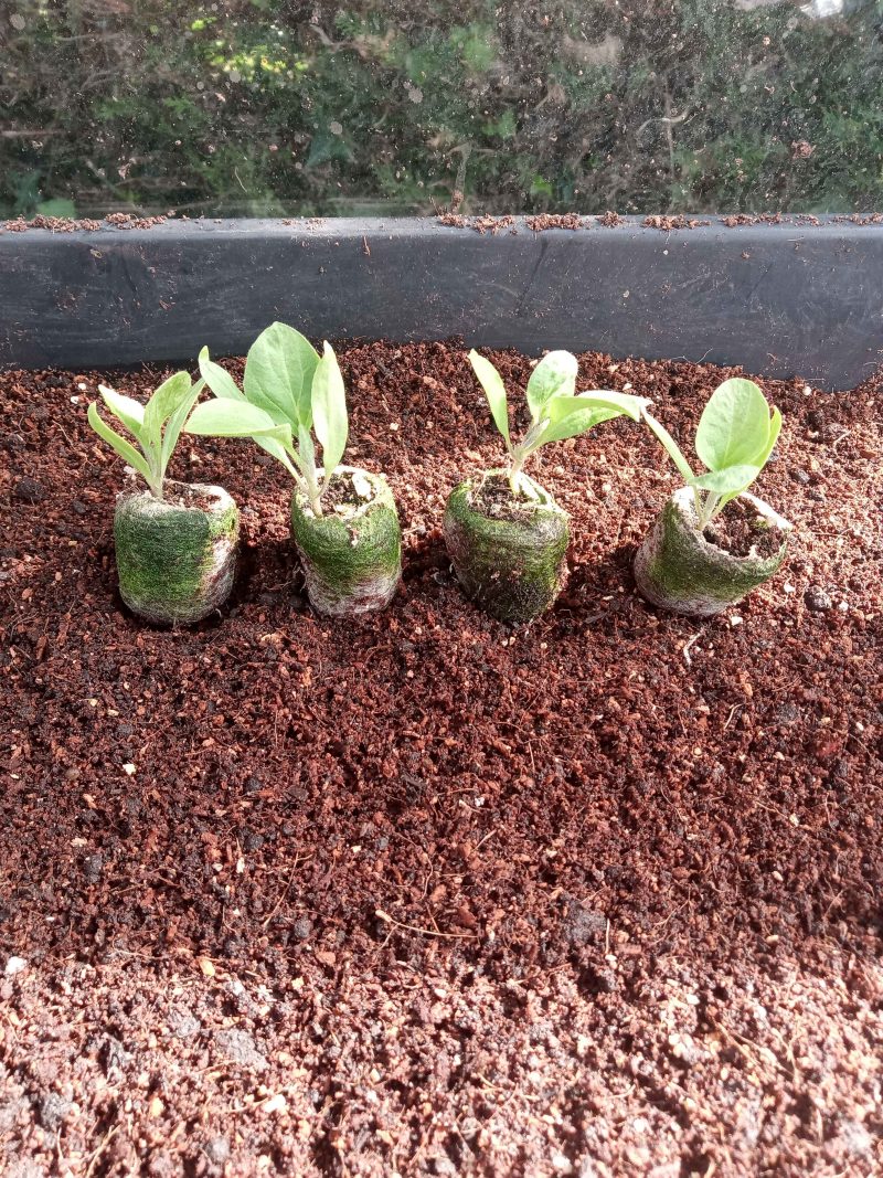 Aubergine Plants – Black Beauty x 4