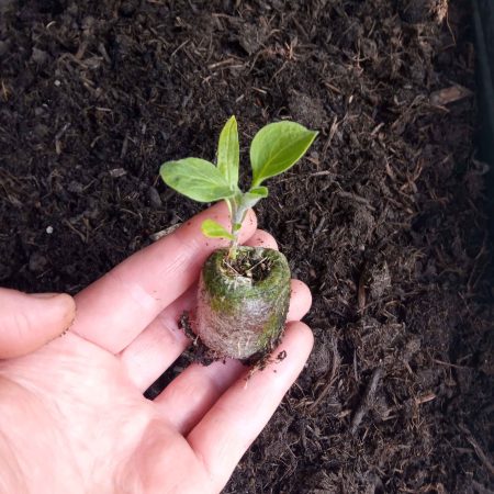 Aubergine Plants – Black Beauty x 4