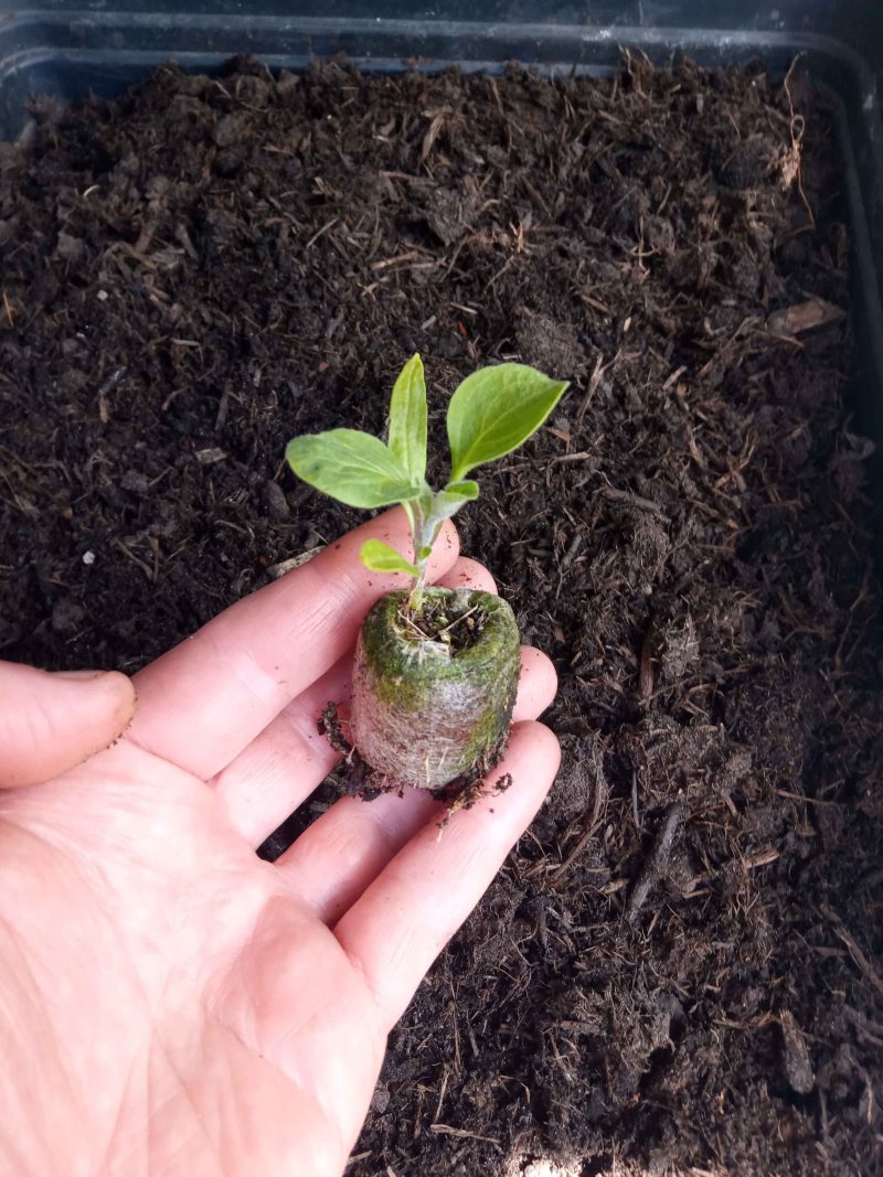 Aubergine Plants – Black Beauty x 4