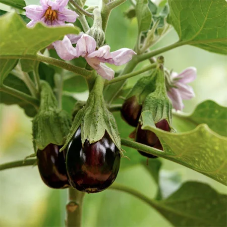 Aubergine Plants – Black Beauty x 4