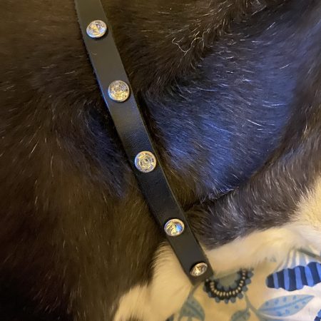 Dog collar italian black leather and white crystals for small dog