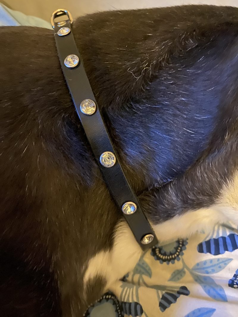 Dog collar italian black leather and white crystals for small dog