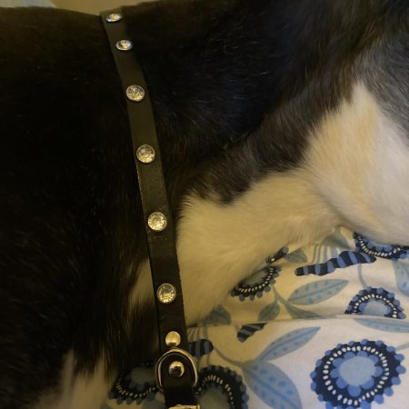 Dog collar italian black leather and white crystals for small dog