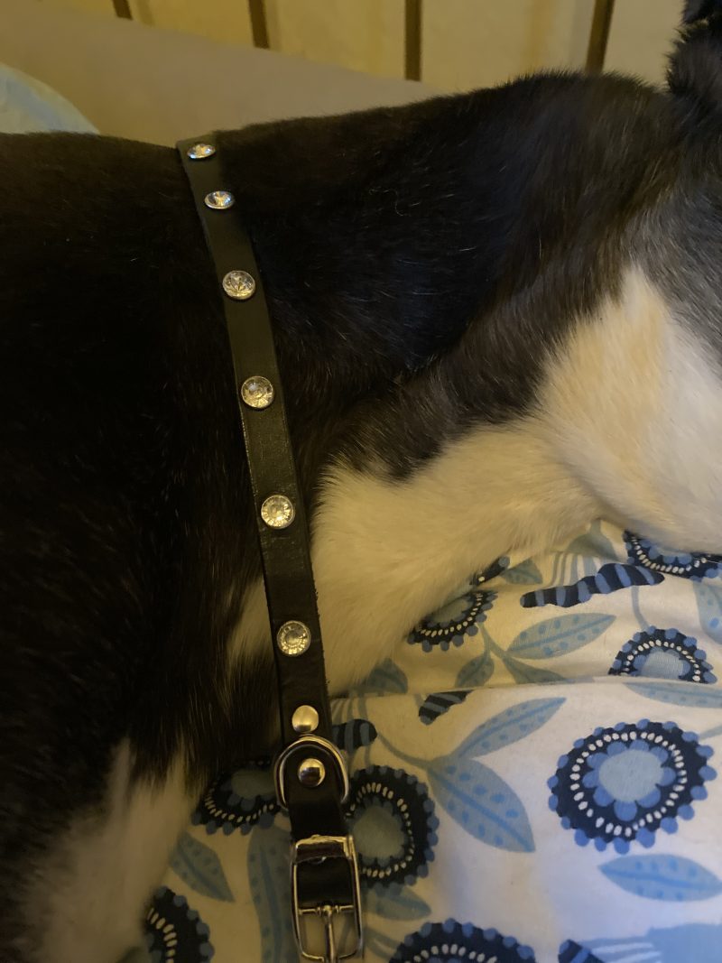 Dog collar italian black leather and white crystals for small dog