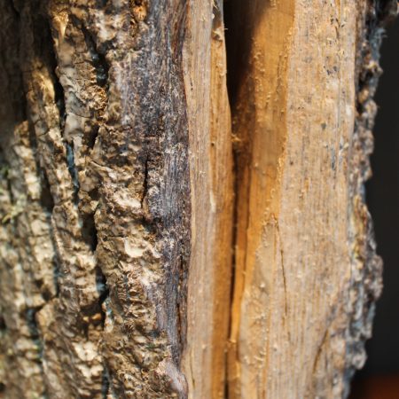 “Live edge” wood block table lamp