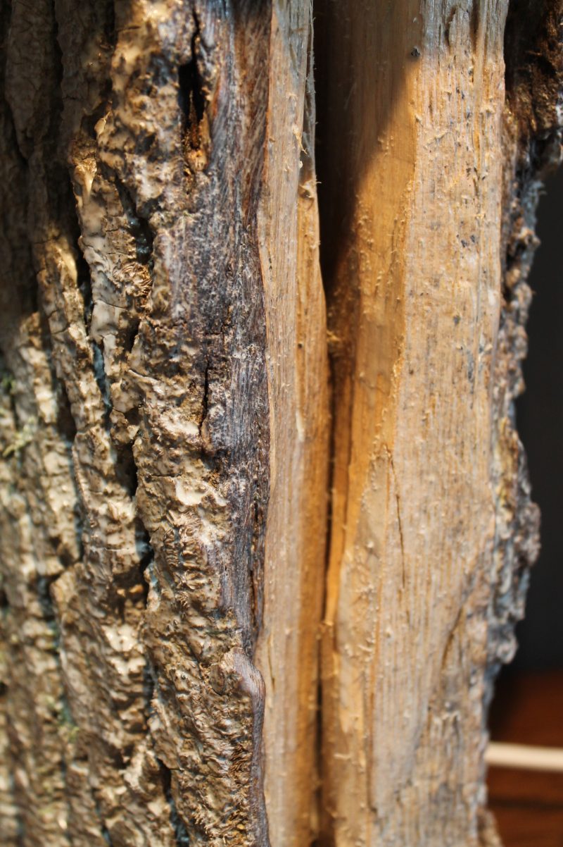 “Live edge” wood block table lamp