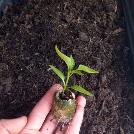 Chilli Plants – Jalapeno x 4