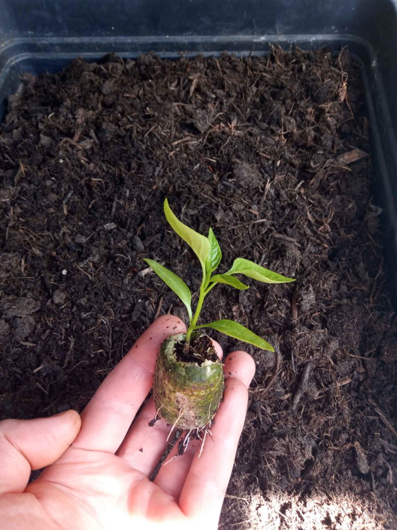 Chilli Plants – Jalapeno x 4