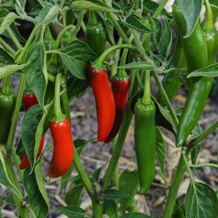 Chilli Plants – Jalapeno x 4