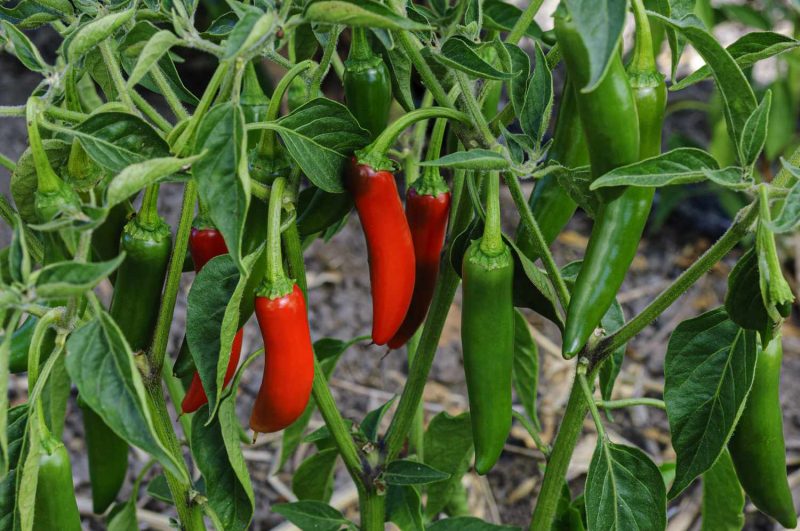 Chilli Plants – Jalapeno x 4