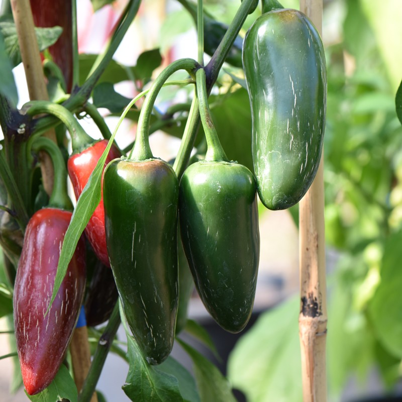 Chilli Plants – Jalapeno x 4