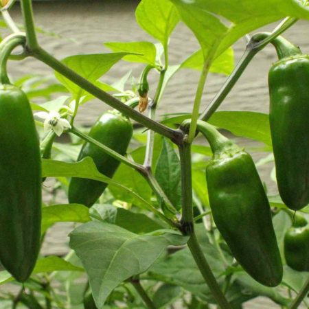 Chilli Plants – Jalapeno x 4