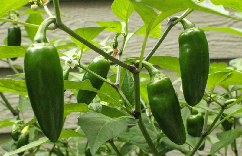 Chilli Plants – Jalapeno x 4