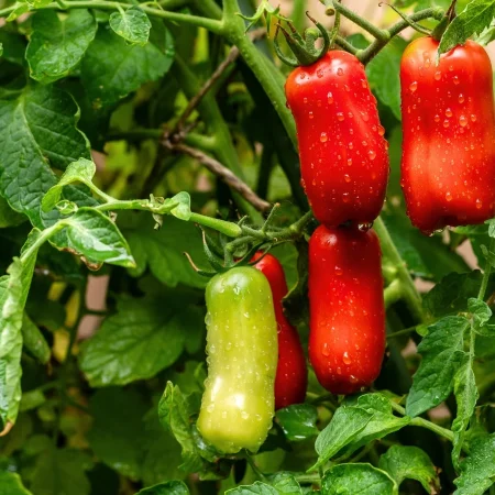 Tomato Plants – San Marzano x 4