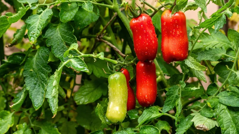 Tomato Plants – San Marzano x 4