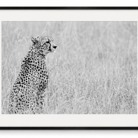 Black and white mounted cheetah print in the soft grasslands