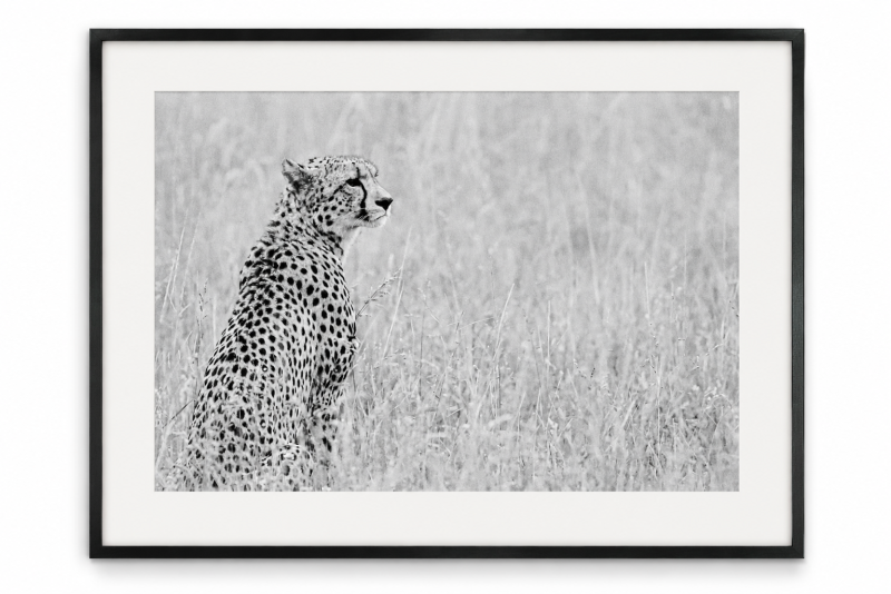 Black and white mounted cheetah print in the soft grasslands