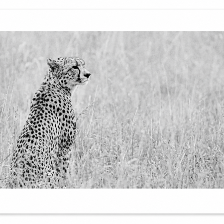 Black and white mounted cheetah print in the soft grasslands
