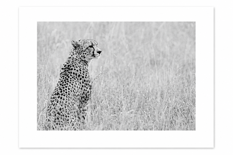 Black and white mounted cheetah print in the soft grasslands