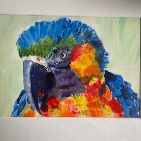 Watercolour of a Macaw Parrot