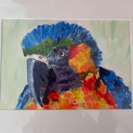 Watercolour of a Macaw Parrot
