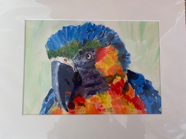 Watercolour of a Macaw Parrot