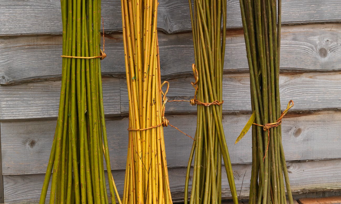 Little Barn Willow