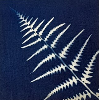 Fern Cyanotype in 10cm x 10cm frame made using the power of the sun