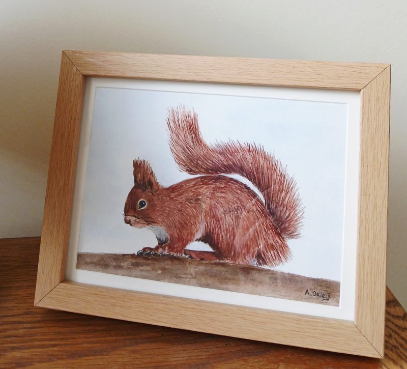 Original Watercolour of a Red Squirrel in Pine Box Frame, 8x6"