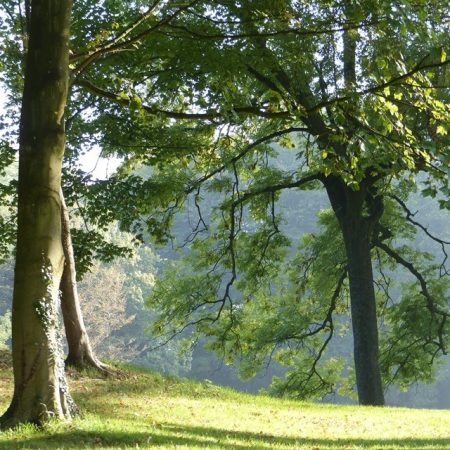 Trees in English Parkland