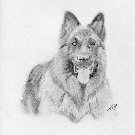 Detailed graphite pencil drawing of a German Shepherd dog's face and chest, capturing realistic fur textures and expressive eyes, presented as a vertical A4 print.