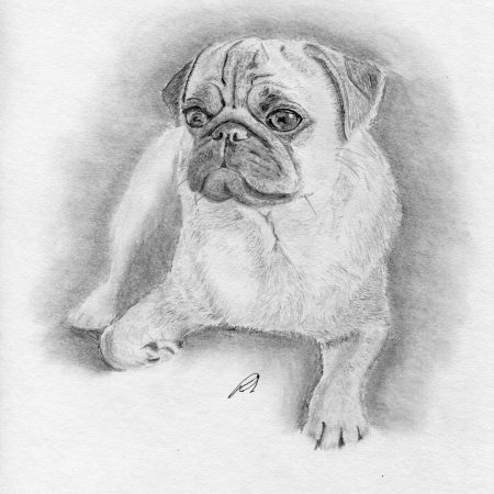 Realistic pencil sketch of a pug dog, highlighting its characteristic facial wrinkles and large soulful eyes, printed on A4 matte art paper.