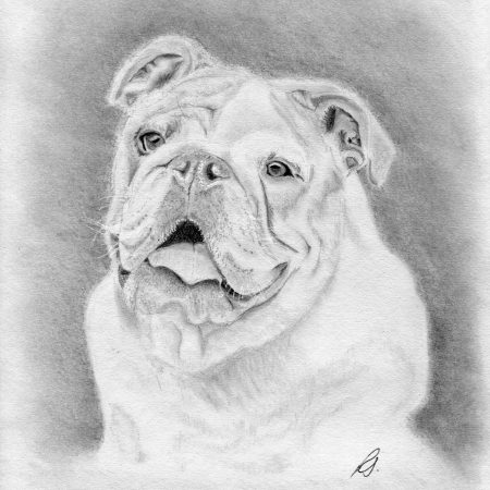 Fine art graphite portrait of an English Bulldog, showing its distinctive jowls, broad snout, and proud expression, rendered as an A4 pencil drawing.