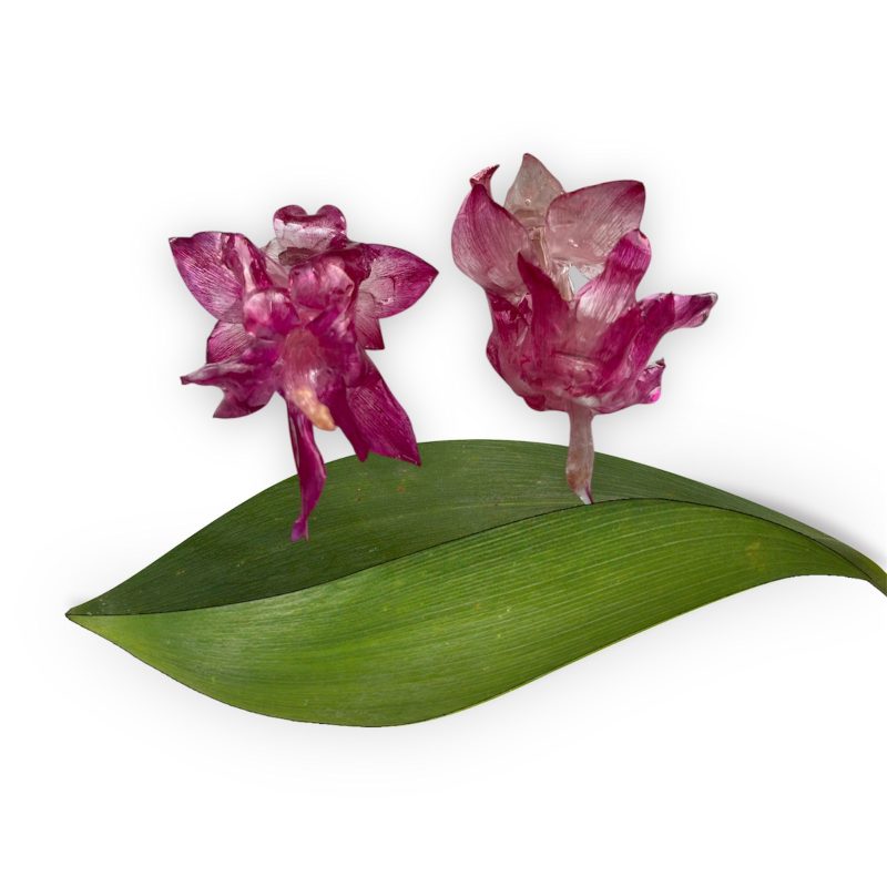 Handmade Resin Flower Earrings – Real Winter Cactus, Botanical Jewelry