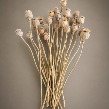 25 Natural Dried Poppy Heads with Stems (30cm) Dried Papaver pods for floristry, home Decor & Crafts FAST 48 HR TRACKED DELIVERY