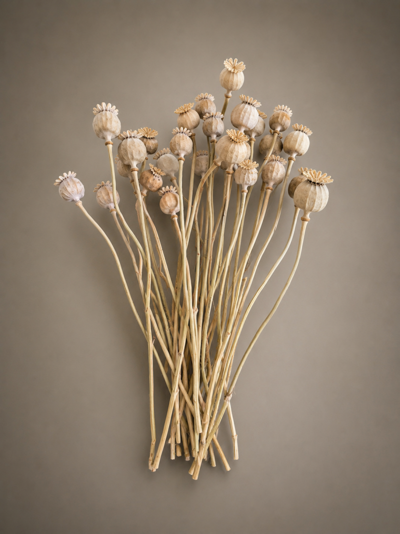 25 Natural Dried Poppy Heads with Stems (30cm) Dried Papaver pods for floristry, home Decor & Crafts FAST 48 HR TRACKED DELIVERY